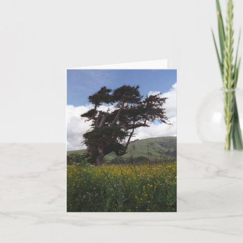 Big Sur tree card