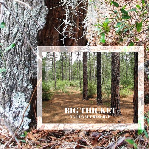 Big Thicket National Preserve Pine Forest Texas  Postcard