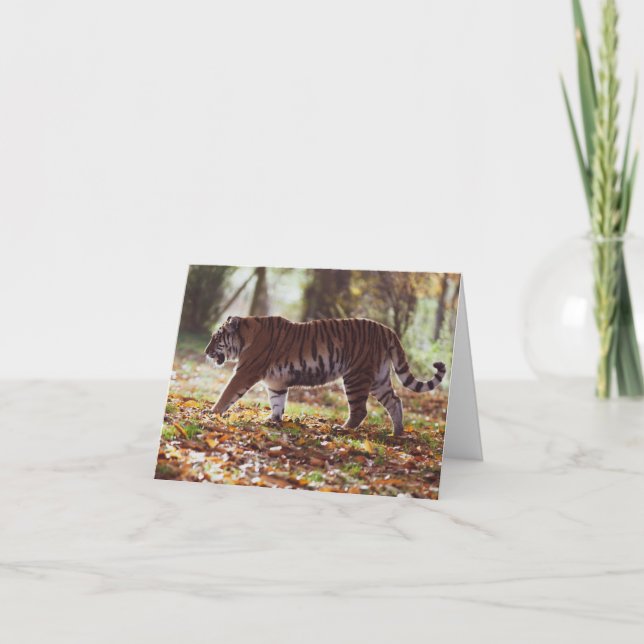 Big Tiger Birthday Greeting Card (Front)