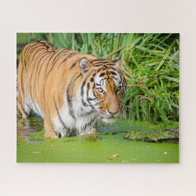 Big Tiger Going Swimming with Green Foliage Jigsaw Puzzle (Horizontal)