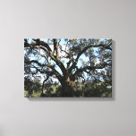 Big Tree Canvas Print