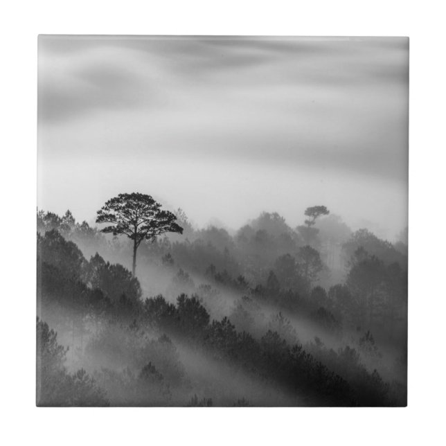 Big Tree in Pine Forest in the Mist Ceramic Tile (Front)
