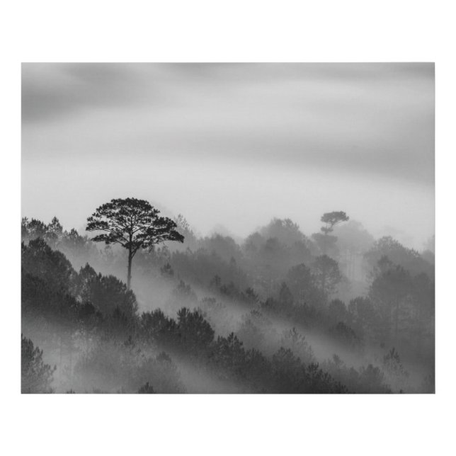 Big Tree in Pine Forest in the Mist Faux Canvas Print (Front)