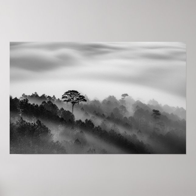 Big Tree in Pine Forest in the Mist Poster (Front)