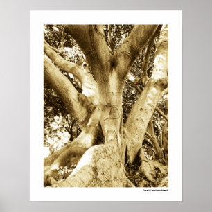 Big Tree Photography Sepia Black and White Poster