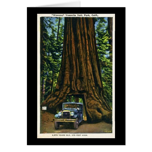 Big Tree Wawona, Mariposa Grove, CA (Front)