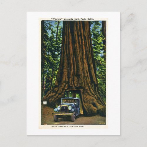 Big Tree Wawona Mariposa Grove CA Postcard