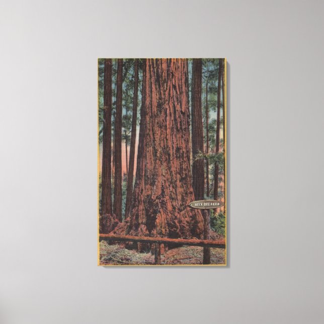 Big Trees State Park, CA - Neck Breaker Tree Canvas Print (Front)