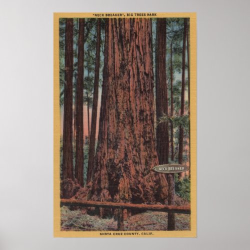 Big Trees State Park CA _ Neck Breaker Tree Poster