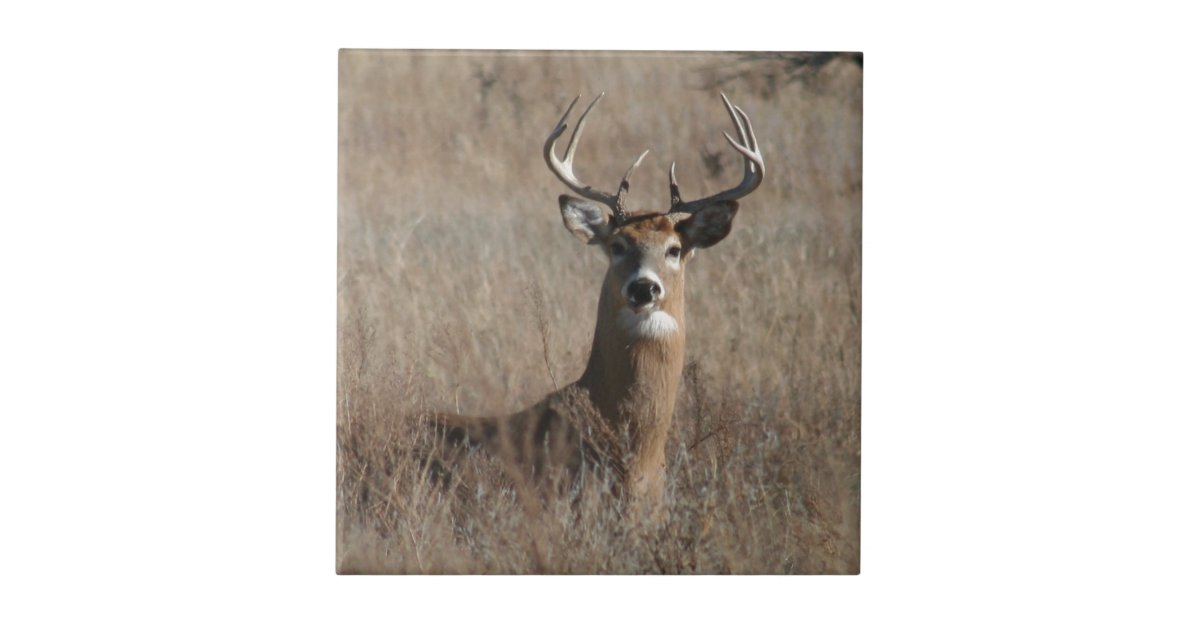 Big Trophy Buck Deer In Tall Grass Camo Ceramic Tile Zazzle Com