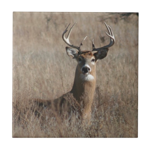 Big Trophy Buck Deer in Tall Grass Camo Ceramic Tile (Front)
