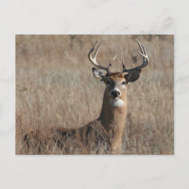Big Trophy Buck Deer in Tall Grass Postcard (Front)