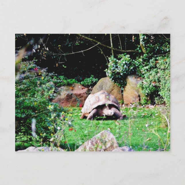 Big Turtle Postcard (Front)