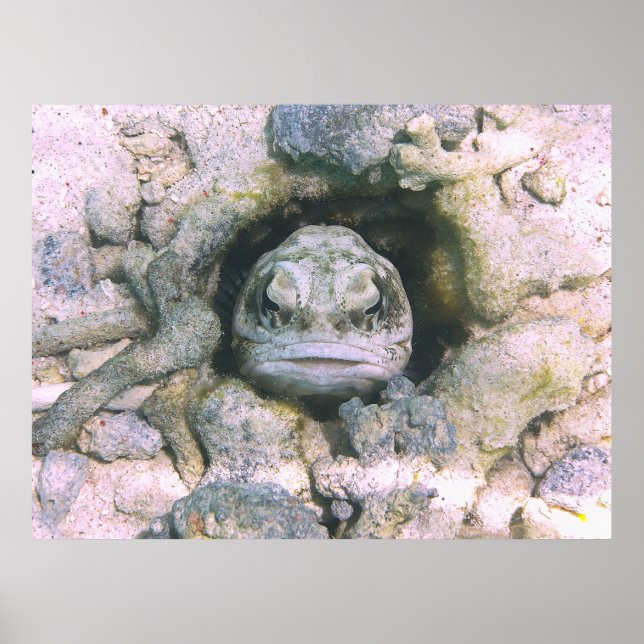 Big Ugly Jawfish Poster (Front)