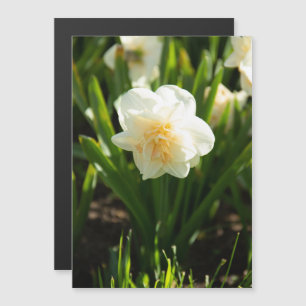 Big white daffodils on a spring day 