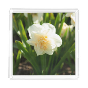 Big white daffodils on a spring day   acrylic tray