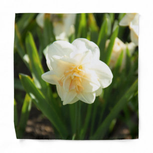 Big white daffodils on a spring day   bandana