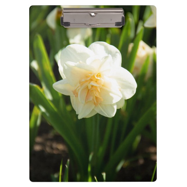 Big white daffodils on a spring day   clipboard (Front)