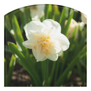 Big white daffodils on a spring day door sign