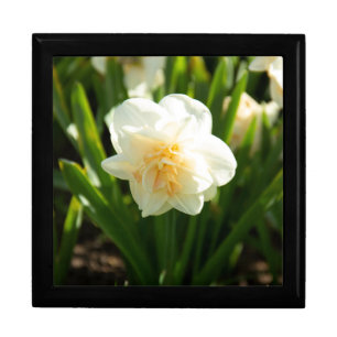 Big white daffodils on a spring day  gift box
