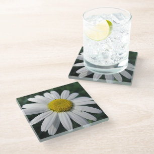 Big White Daisy Glass Coaster
