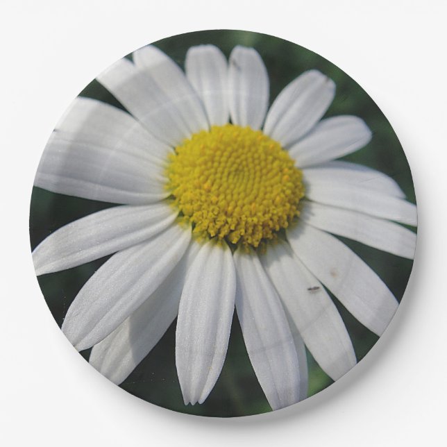 Big White Daisy Paper Plates (Front)