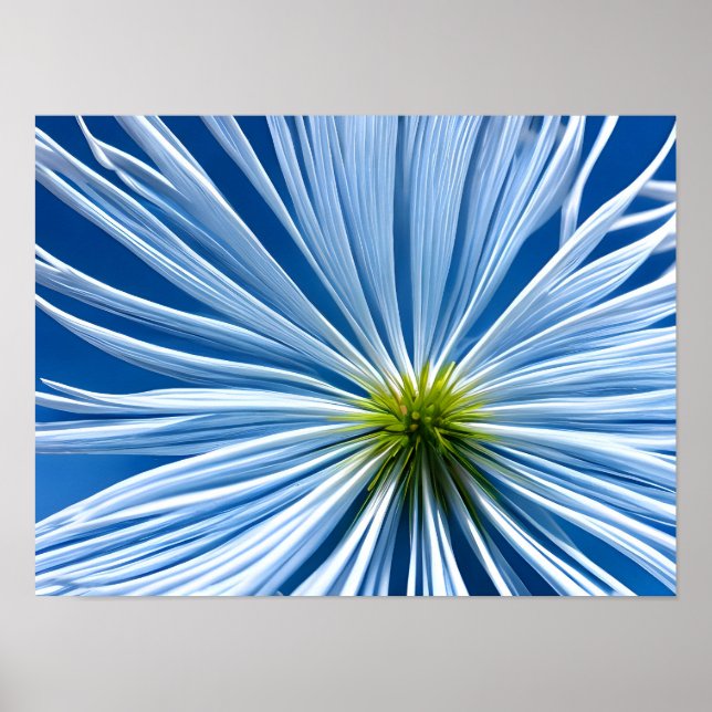 big white flower with blue sky poster (Front)