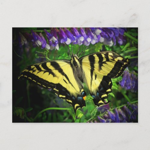 Big Yellow and Black Butterfly Postcard