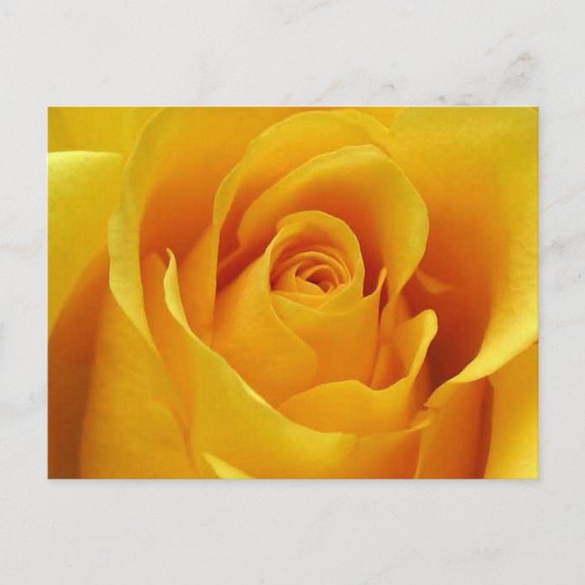 Big Yellow Rose Postcard (Front)