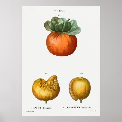 Bigarade orange Citrus bigarradia from Traite de Poster