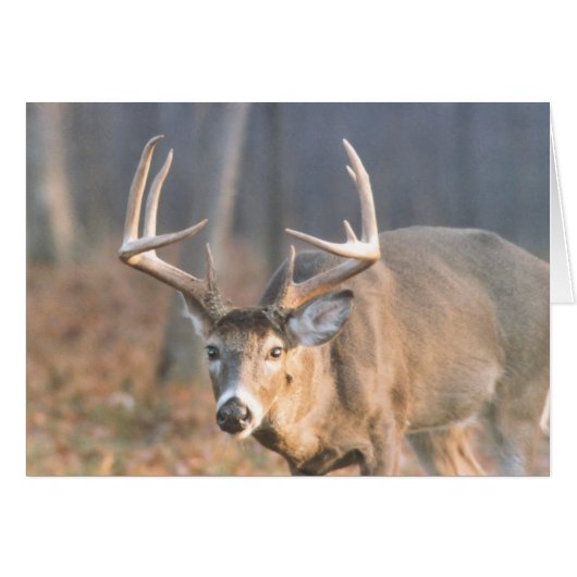 BigBoy (Front Horizontal)