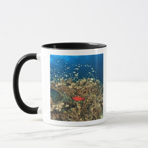 Bigeye hiding under hard coral Kadola Island Mug