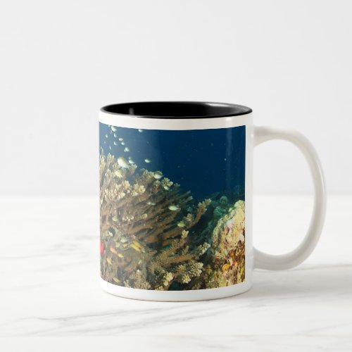 Bigeye hiding under hard coral Kadola Island Two_Tone Coffee Mug