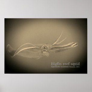 Bigfin reef squid, Sepioteuthis lessoniana, Poster