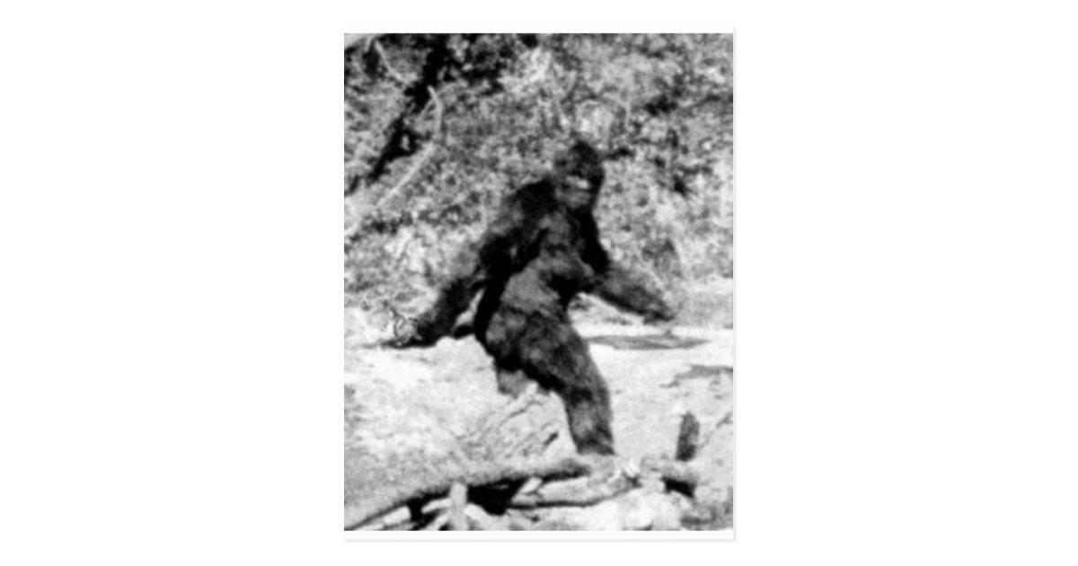 Bigfoot Postcard | Zazzle.com