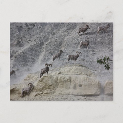 Bighorn Mountain Sheep Postcard