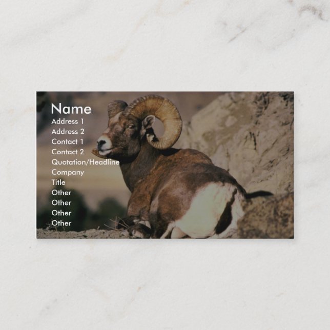 Bighorn Ram Business Card (Front)