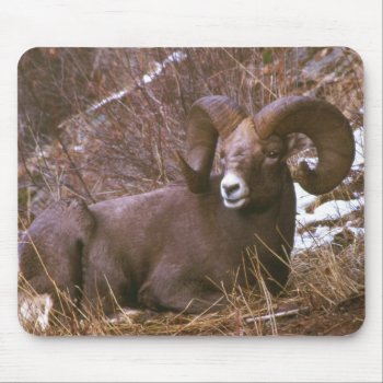 Bighorn Ram Mouse Pad by Artnmore at Zazzle