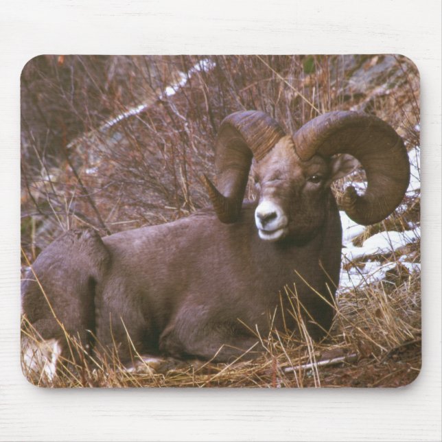 Bighorn Ram Mouse Pad (Front)