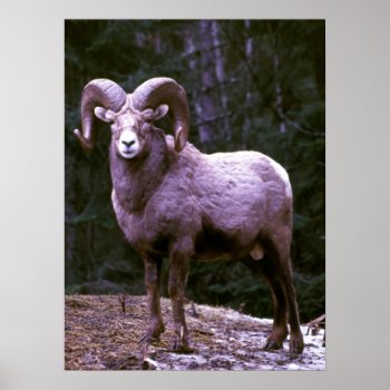 Bighorn Ram Poster by Artnmore at Zazzle