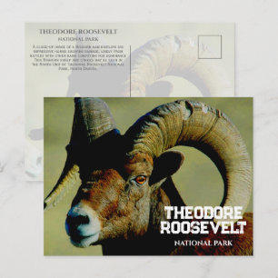 Bighorn RaM, Theodore Roosevelt National Park, ND Postcard