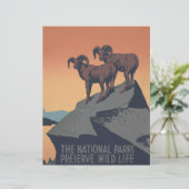 Bighorn Sheep American West Wildlife (Standing Front)