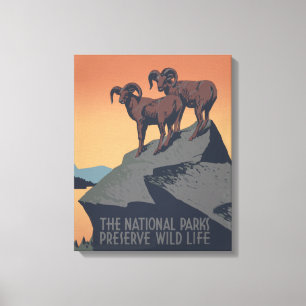 Bighorn Sheep American West Wildlife Canvas Print