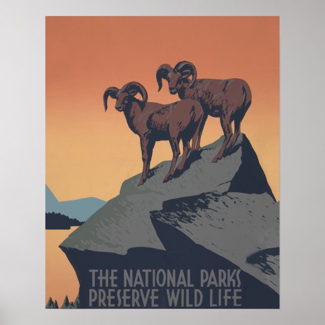 Bighorn Sheep American West Wildlife Poster (Front)