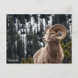 Bighorn Sheep - Canada Postcard