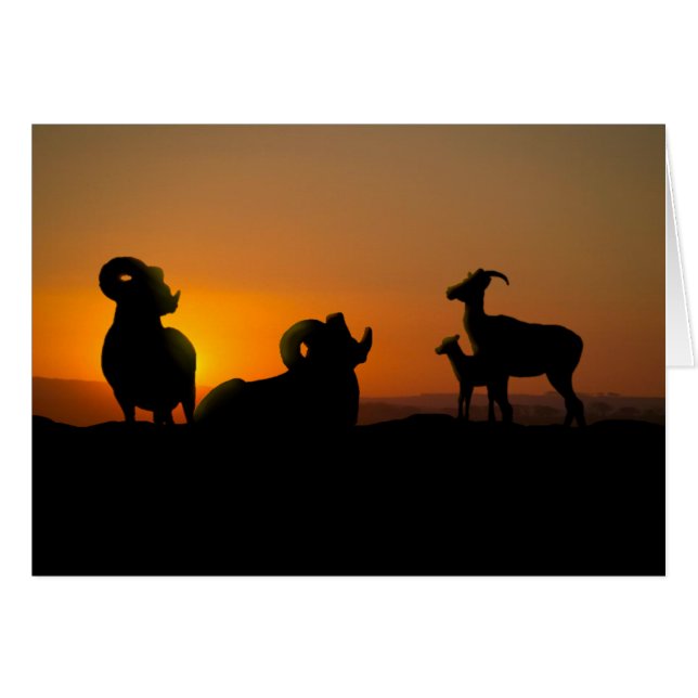 Bighorn Sheep Cards (Front Horizontal)