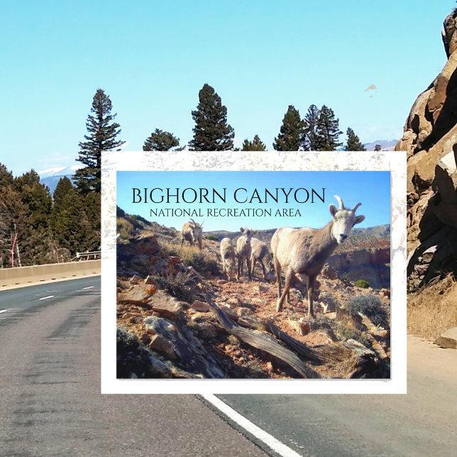 BIghorn Sheep Ewes and Young, BIghorn Canyon Postcard (Creator Uploaded)