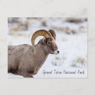 Bighorn Sheep Grand Teton National Park Postcard