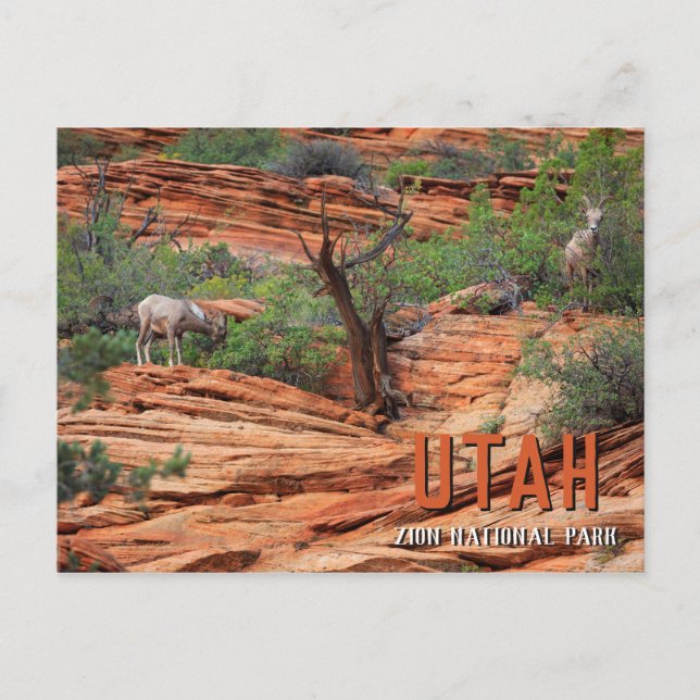 Bighorn Sheep in Zion National Park Postcard (Front)