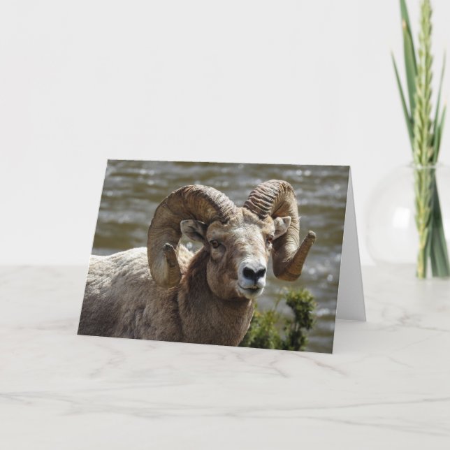 Bighorn Sheep Notecard (Front)